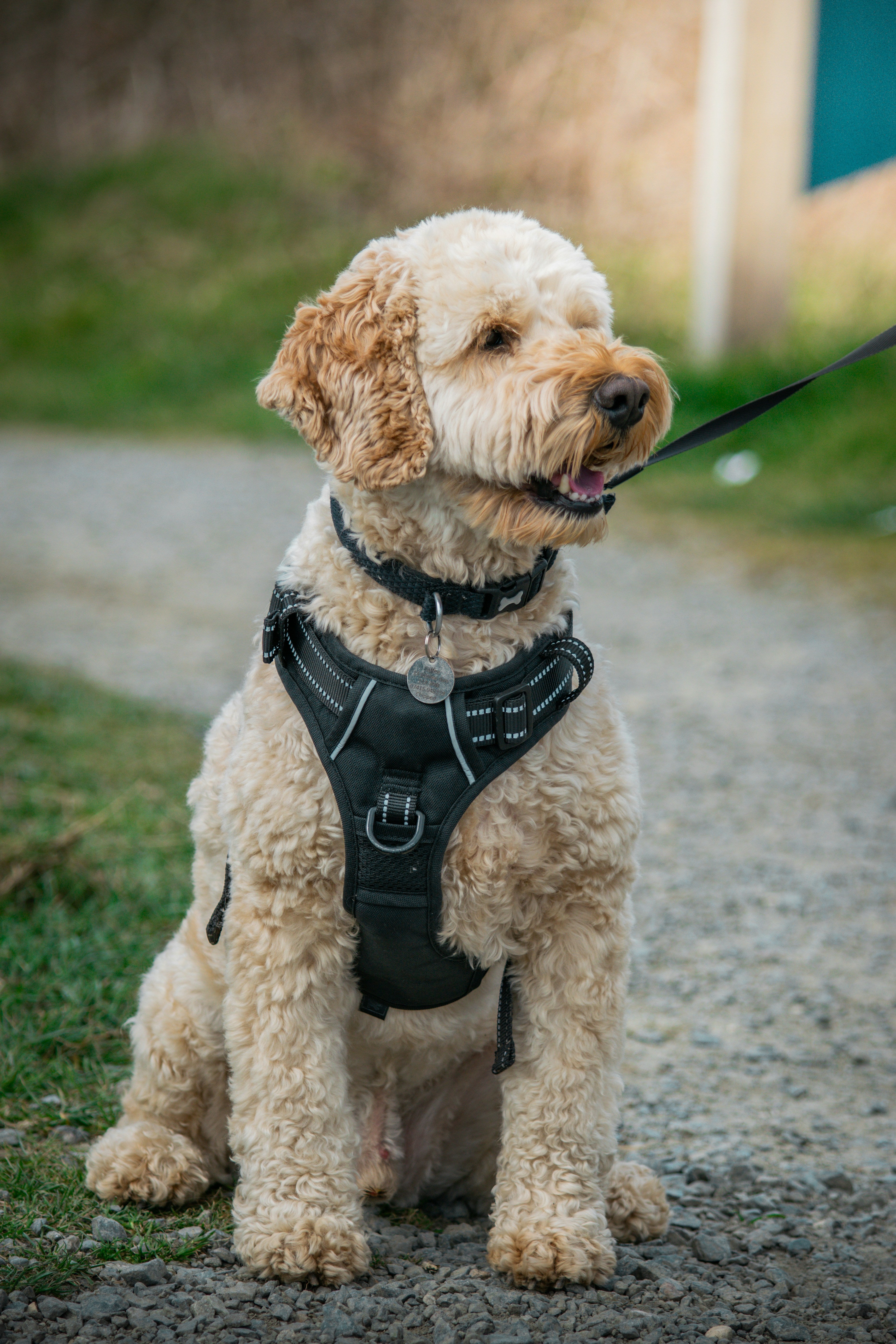Arnés Reflectante para Perros — Woofside