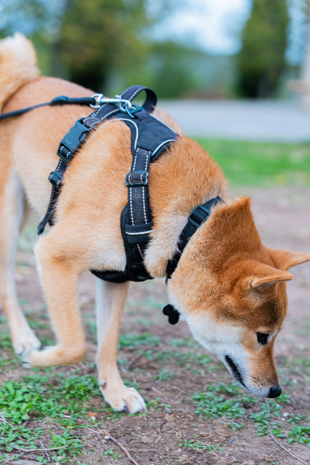 Arnés Reflectante para Perros — Woofside