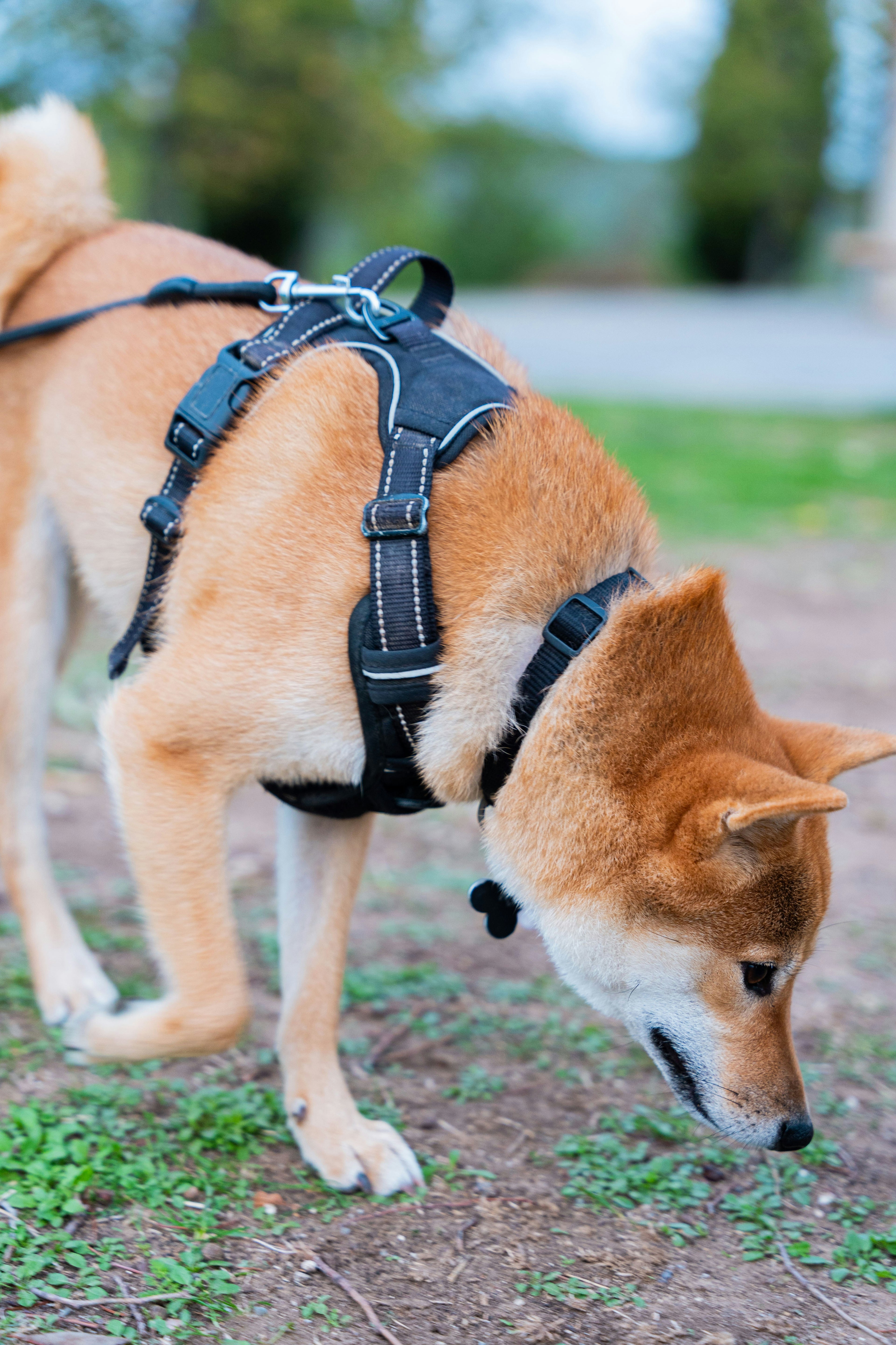 Arnés Reflectante para Perros — Woofside