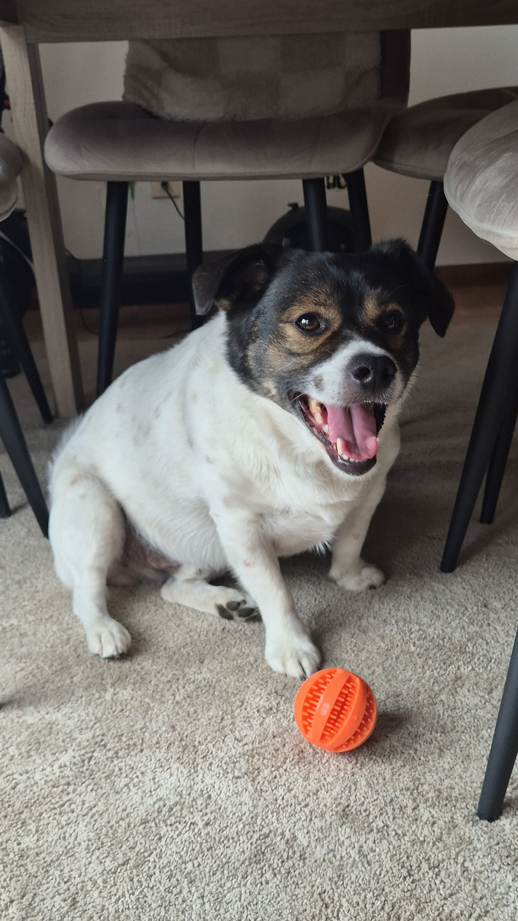 Pelota Dispensadora de Premios para Perros — Juguete Interactivo Woofside
